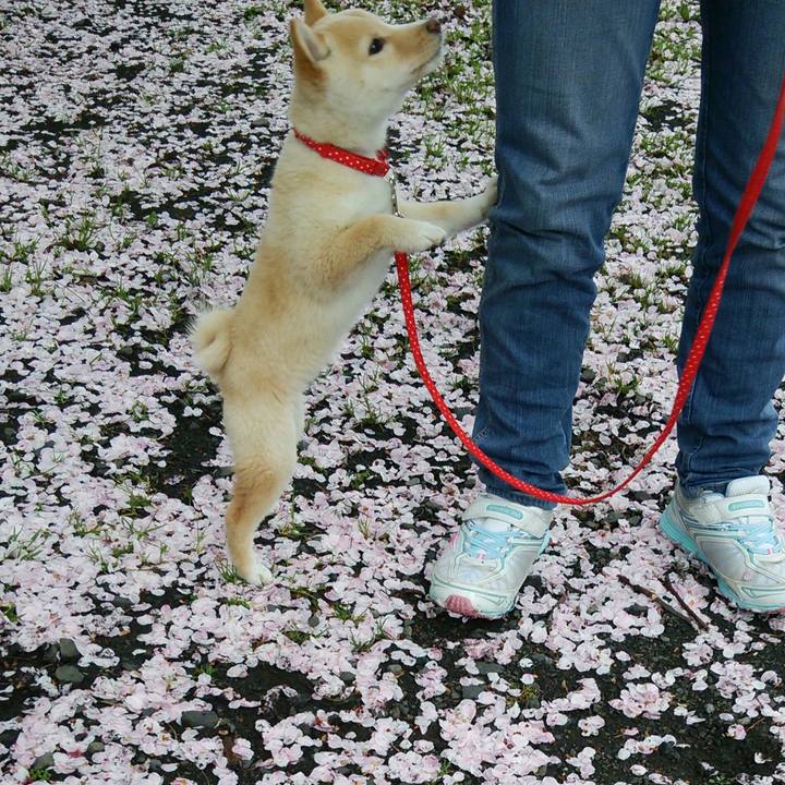 Ce674d11 487c 4270 b70d 07afb5af65ce 1522238828518