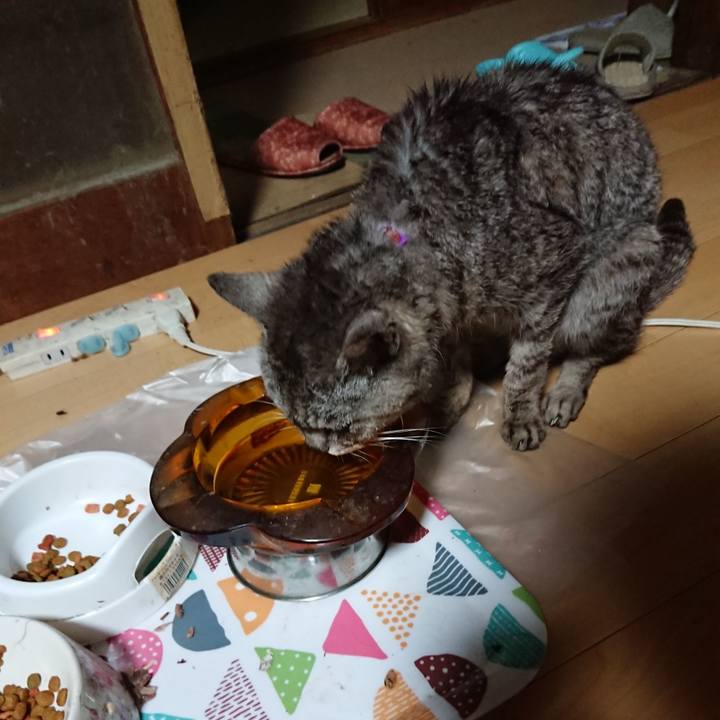 Ce68dfe6 e241 499c aa3d 4c50e1cbae20 1597176709187