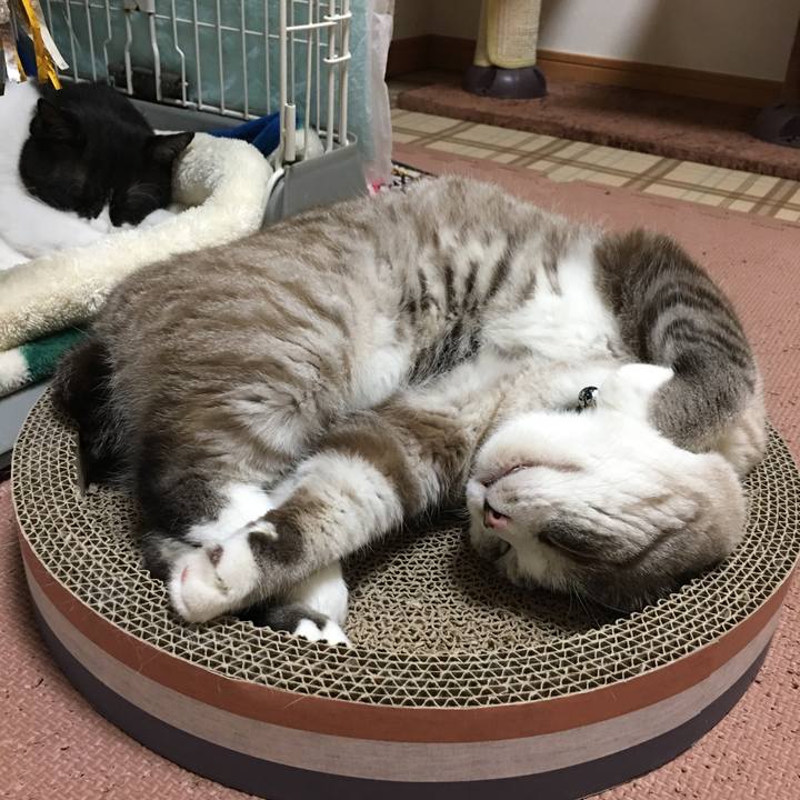 Ce6945ec 81fb 4578 83ef 6d54661bf695 1509783211243