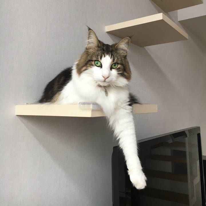 Ce696d58 fb6a 45c3 abcb 63c8f8c1f0ba 1541462390469