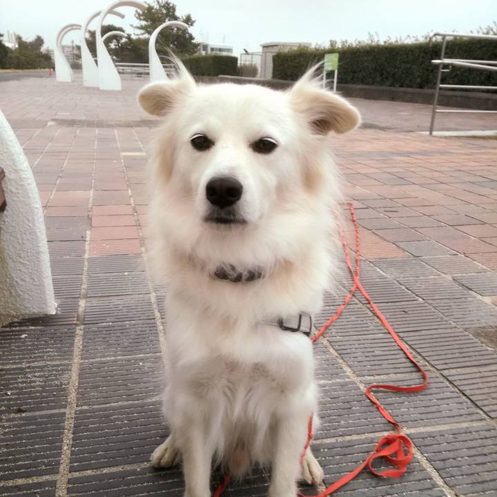 Ce6afa89 d6fc 4a97 be47 53800e642072 1513652199869