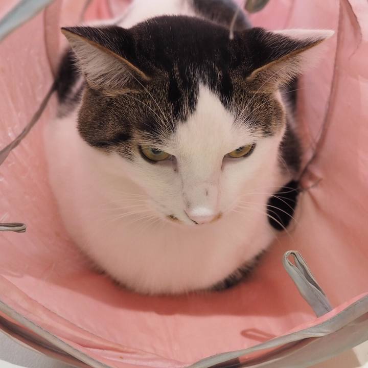 Ce6b15d6 c6ff 4f89 b5a6 291378ecf0b0 1542756466202