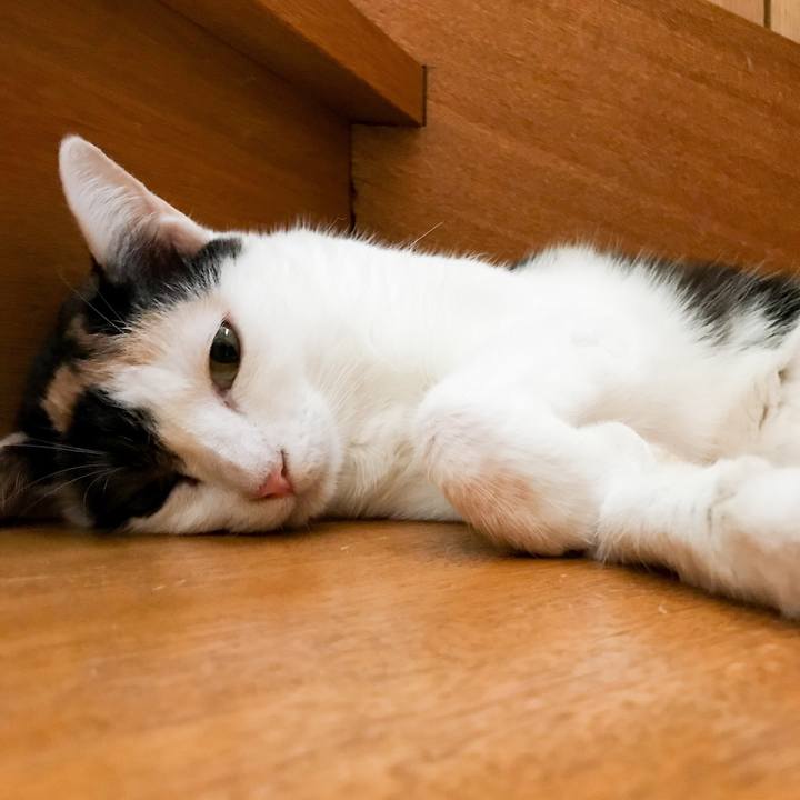 Ce6ed64d 1682 436e b95c e1a7c1a5eae8 1535070846843