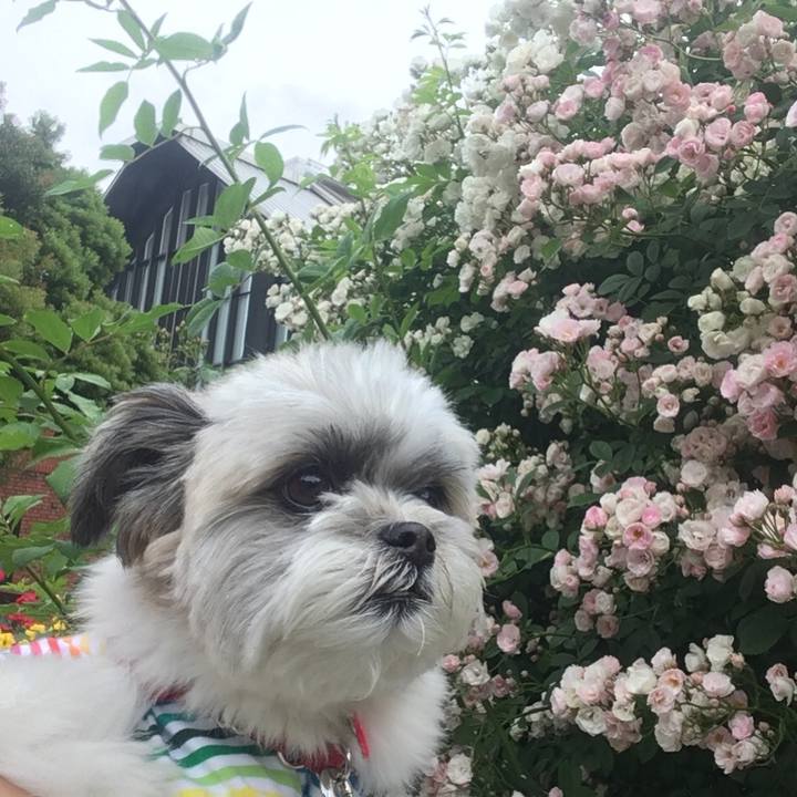 Ce6f26f2 a29c 4910 a9b0 b3bafb5e0f38 1526202228614