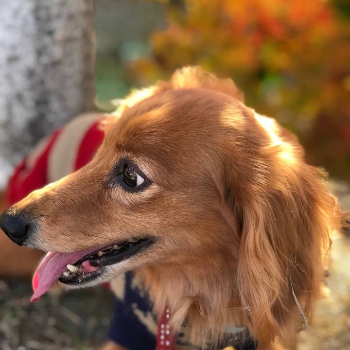 Ce727008 538d 404e b3e7 62de43c576ec 1509696762706