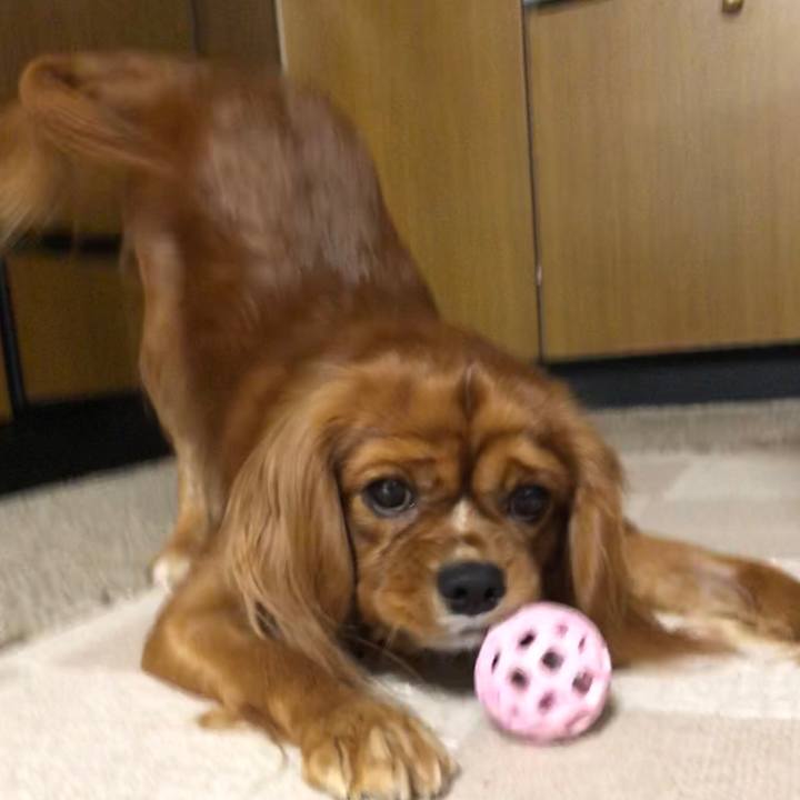 Ce733bae f2a6 437e be49 592e12e3d6e4 1544445732382