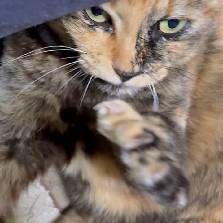 Ce73ecae afa1 40b2 a7d1 e3db38f67933 1769978764963