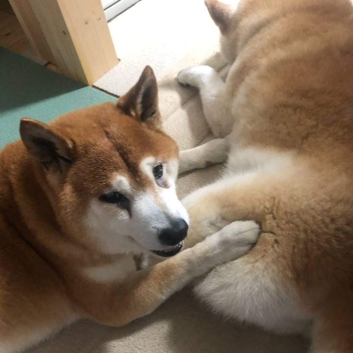 Ce74e56e e0d0 48bf 82c6 18d44ec76a9e 1592216425151