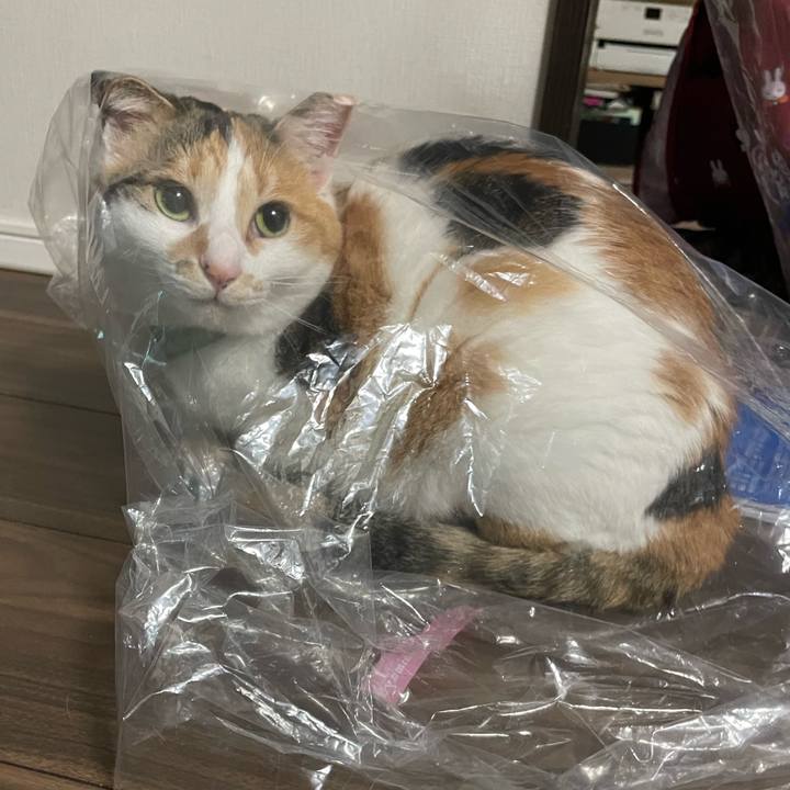 Ce7a30af e9de 4cf5 ba54 9e4cade80569 1683458609242