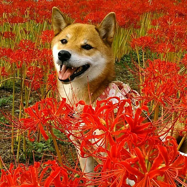 Ce7b7b03 15b5 42a5 9684 a755d20bb3c8 1537600637647