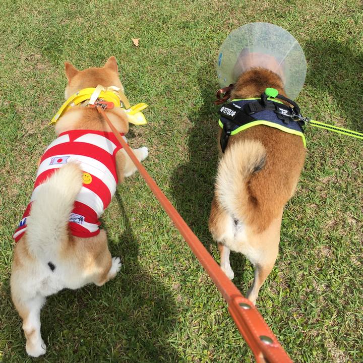 Ce7d15cc 3161 4183 9cee b51ff249a051 1590808950358