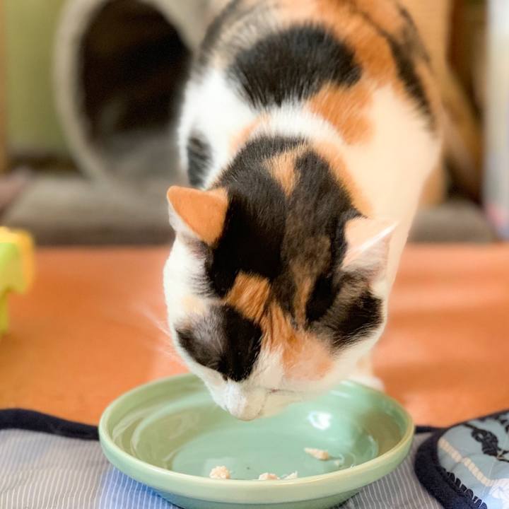 Ce7dd2a8 3ca7 4c27 96b1 d2c12df7429b 1567561231098