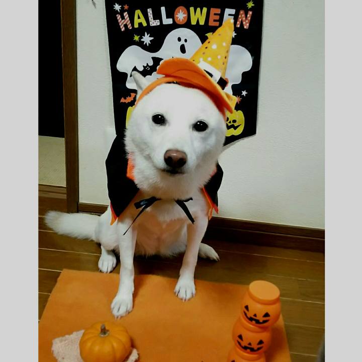 Ce7e3d4c b30f 463c 9753 327f55d4b352 1540902929194