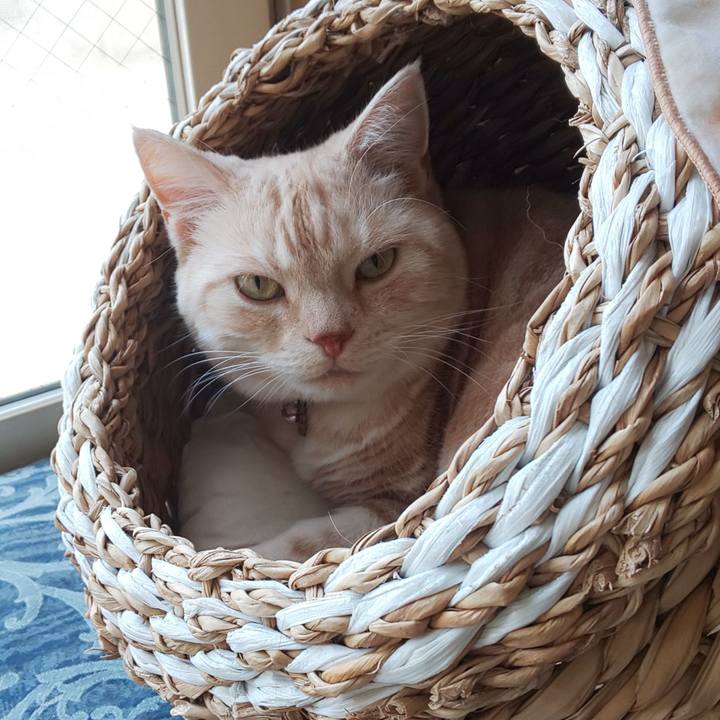 Ce7f5fcf cdf8 4bff 994a 8bf30a75df23 1540435887288