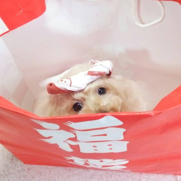 Ce82a221 2178 48b7 8165 c8c2fcff55d6 1547290958637