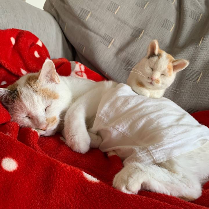 Ce8336fb 09bb 49f8 a0c6 23608bdc227c 1590031164666