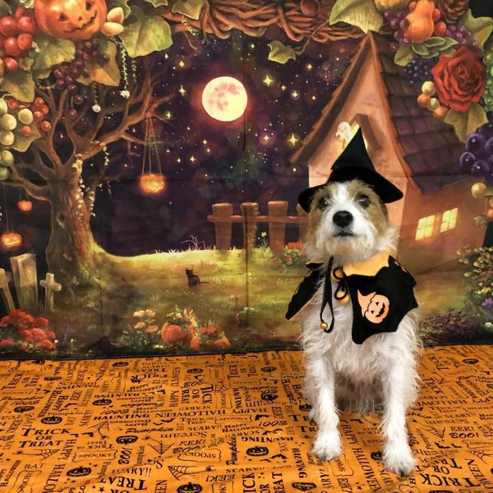 Ce854f19 2c91 4a1a 84e1 3b8c68267932 1603878349712