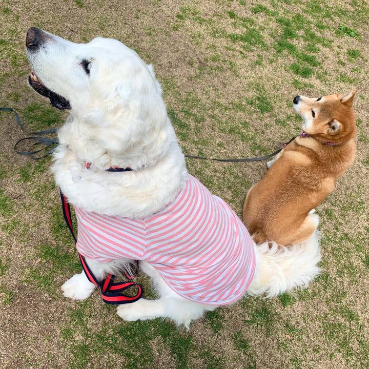 Ce874e3a c2fb 4815 9311 490966efef6b 1586737697244