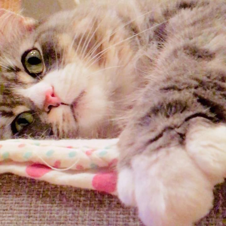 Ce8a65ed 441a 403c bb44 da27c54ca2b4 1545650713894