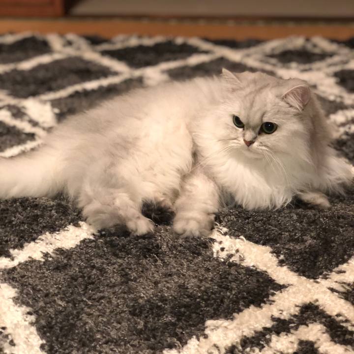 Ce8b4754 c088 4e0d ab5c f3ea66097f08 1572355263125