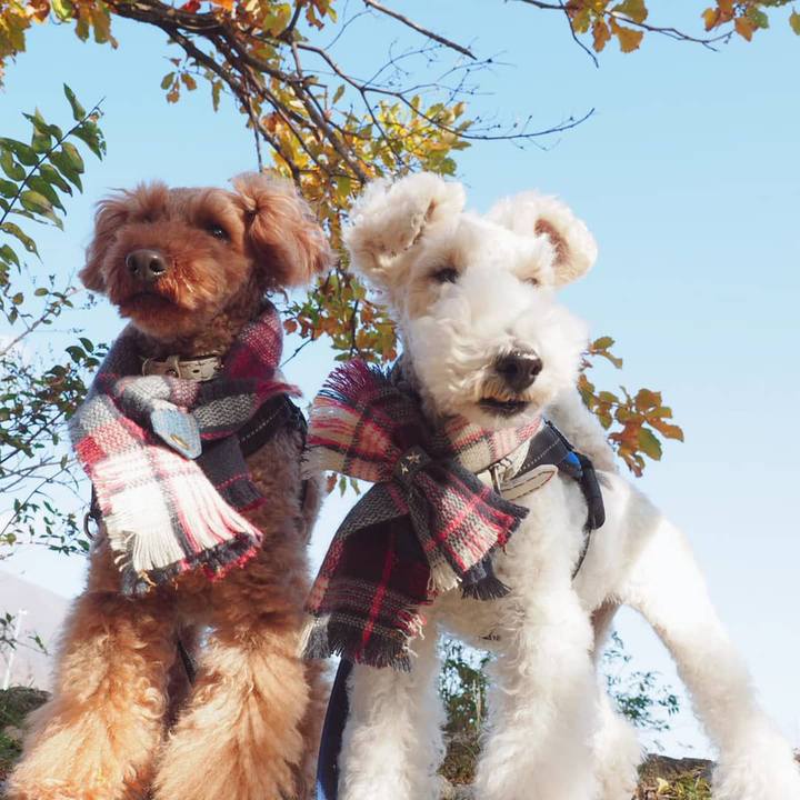 Ce8dc403 2dee 4dd5 900f e88ab1abe790 1543762503718