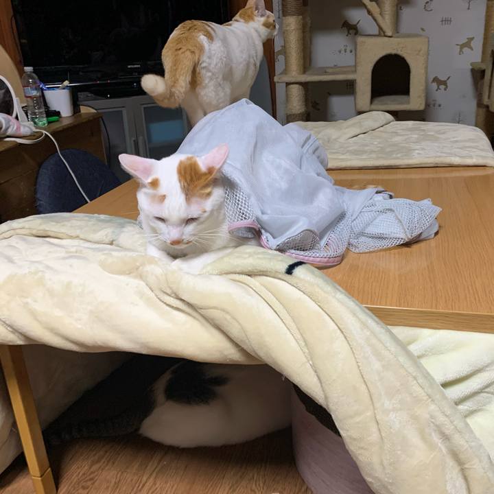 Ce90ac71 d499 404e 8906 8c6825593351 1573655468239