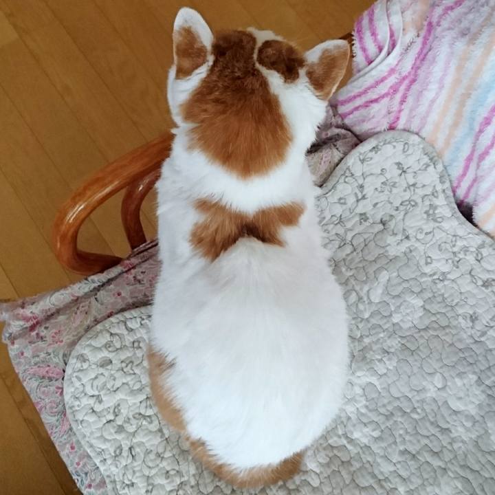 Ce912b09 39b3 4655 b8b3 aeee2aed61ae 1588386931776