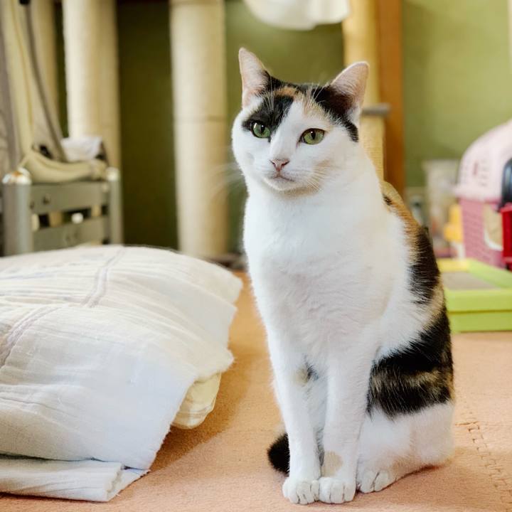 Ce93af18 c61b 4ea1 9cd8 e01cc2742a98 1542508302656