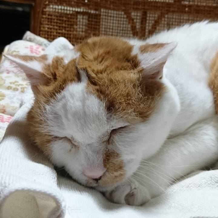 Ce93e480 a017 4479 87af e45f3f8a41b5 1680787342415