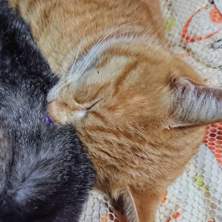 Ce970838 106c 44cc 88bd 4cce0f89dd03 1578401590776