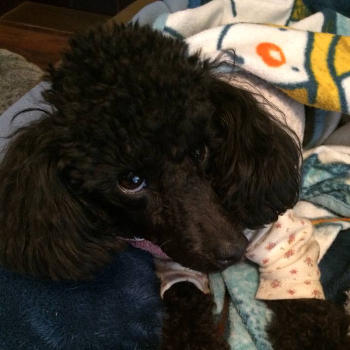 Ce9765db fe33 40da af43 2e97e6faab8b 1547340100684