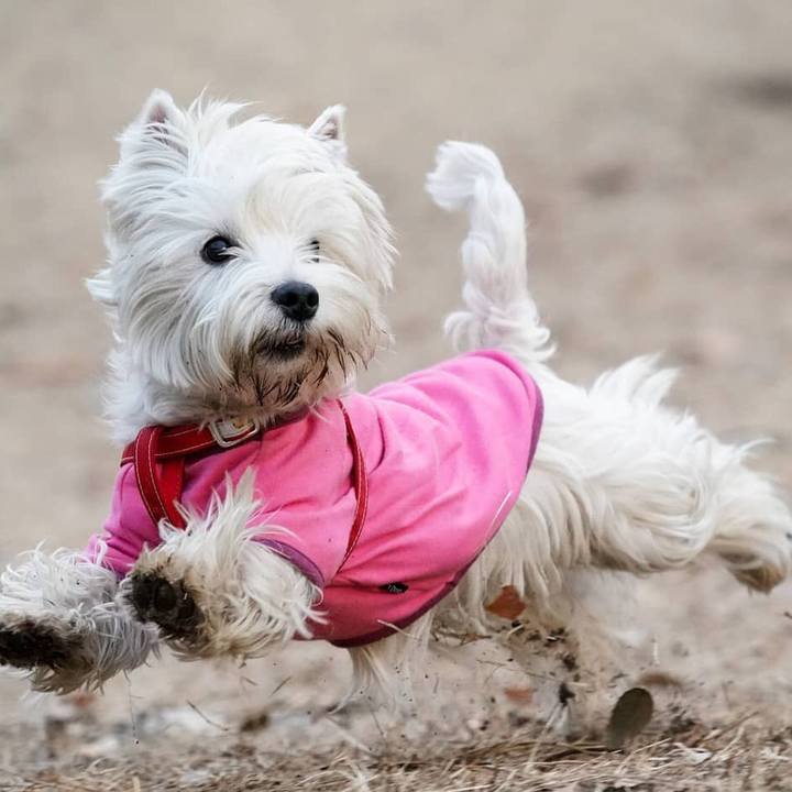 Ce9987f9 0577 4b06 912c 2dfc46f8f497 1517317024050