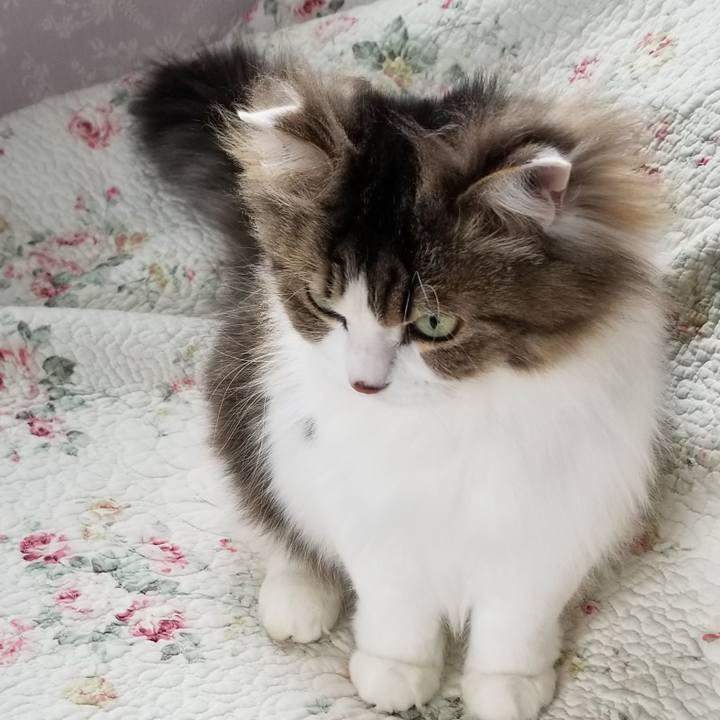 Ce9c6a4c fed8 4cd4 8c0a 829388f4c24d 1587081782372