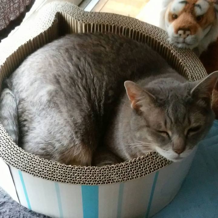 Ce9c702b e843 4d6a b4b3 45f65c0b8361 1563750653899