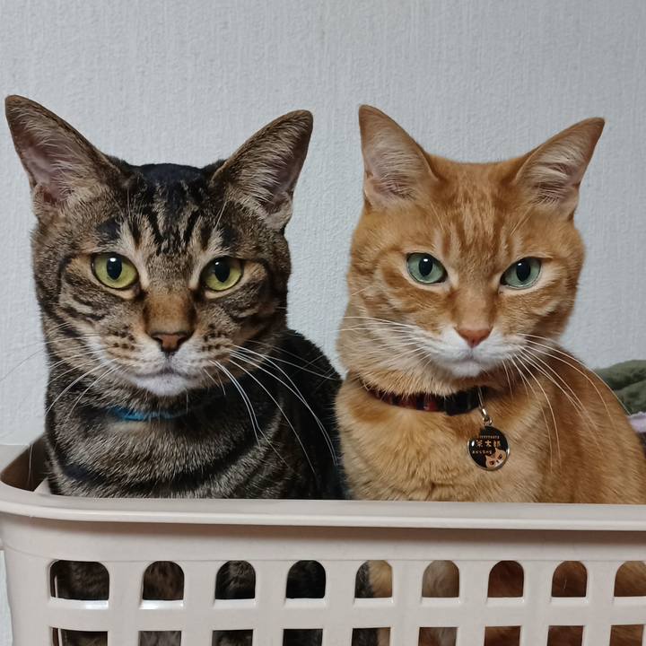 Ce9dd663 0b52 4a0f ad32 f2b445021eaa 1648393587377