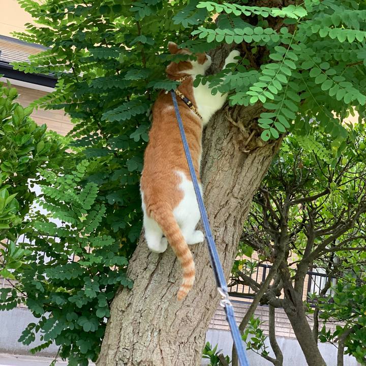 Ce9de130 0673 469d 87be bb9047fd5c7a 1596843557433