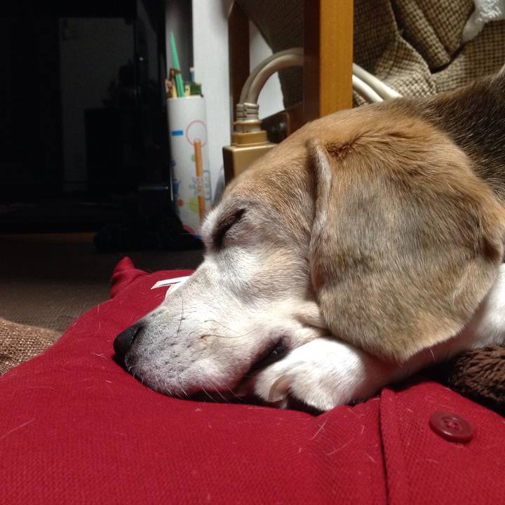 Ce9f8f7a 75a7 4a1e a1a7 ff69d247158a 1512049730318