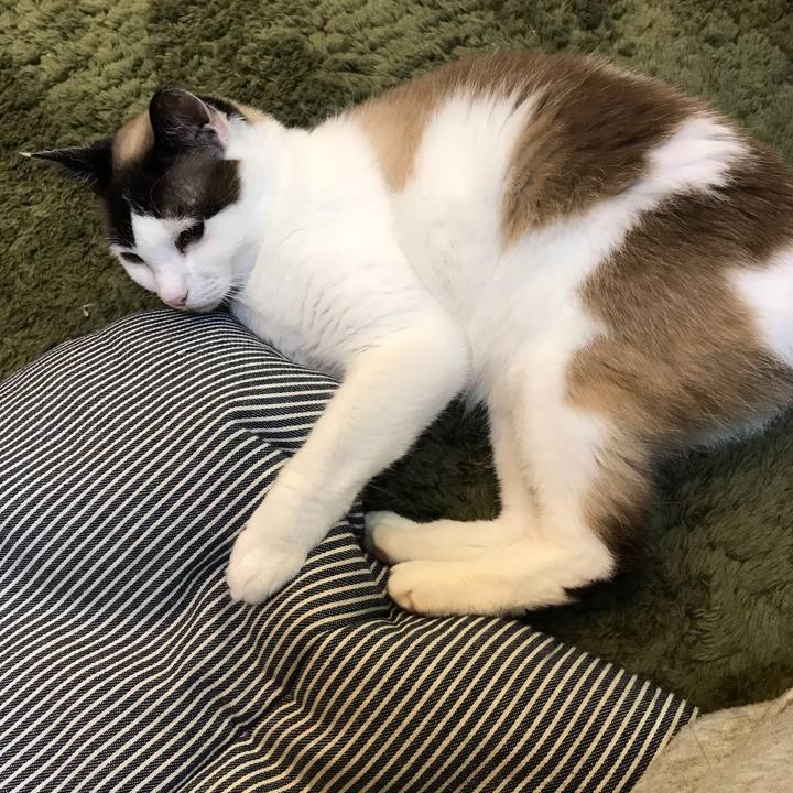 Cea06606 5124 405e 86df 6d3d0026cf78 1621650342659