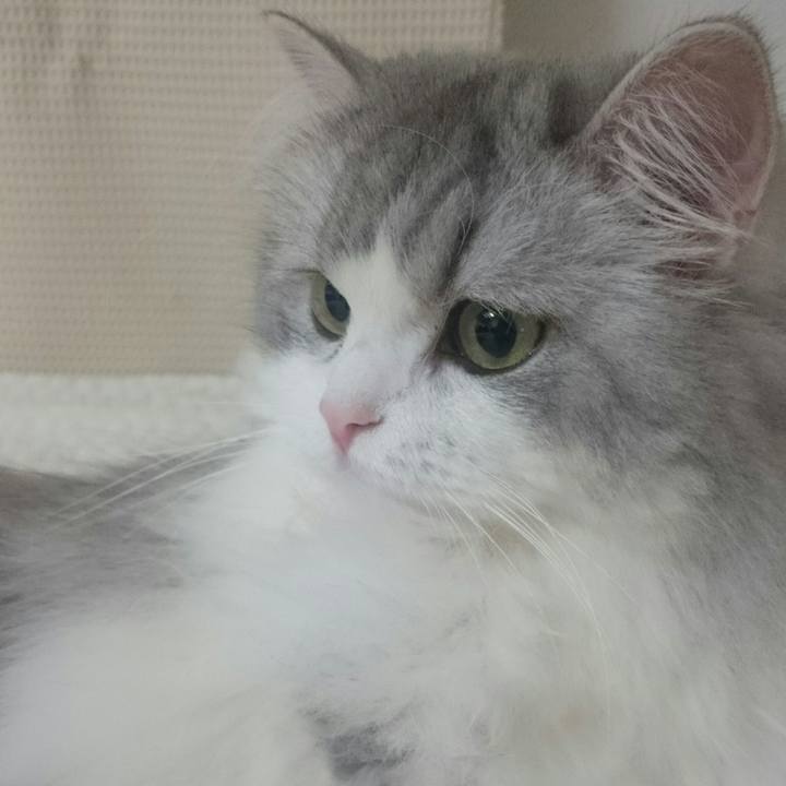 Cea08034 b1b5 412b 90bc 668b997e5a6e 1510841141659