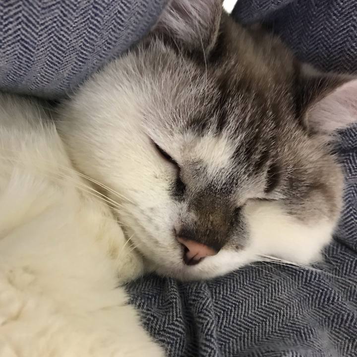 Cea0c112 c20f 4a51 a4b6 befb034d535a 1543403695214