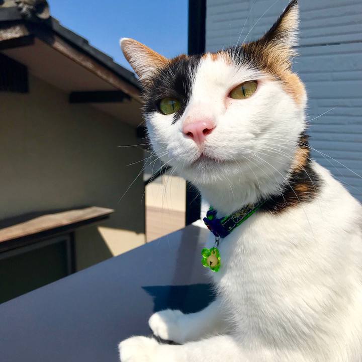 Cea1f7a1 3c3a 4524 a741 2530511811f2 1521857904373