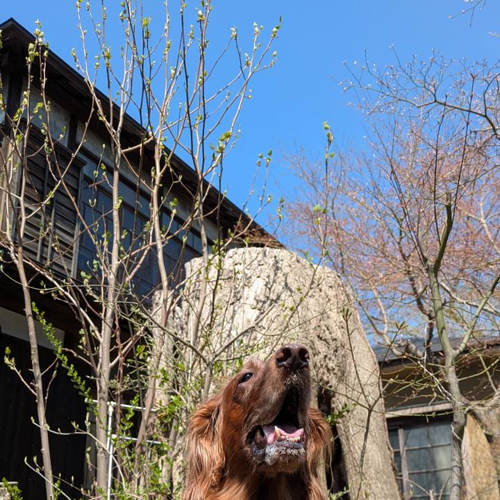 Cea2c69a f0cf 49bc af40 ca3c08fdf34d 1776048657977