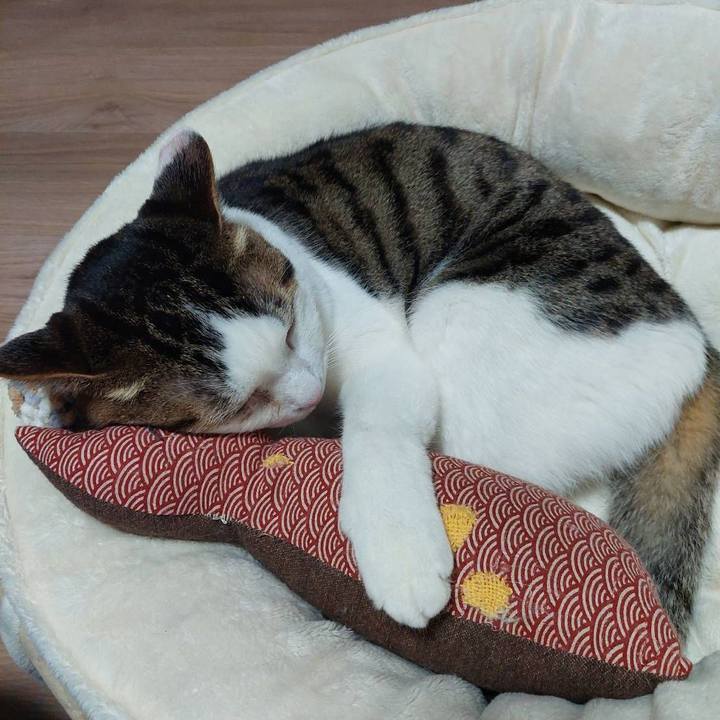 Cea3d9c7 c4e0 4e30 90aa c8d08f733d1d 1676197987580