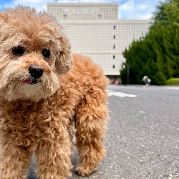 Cea4a393 a449 4eb6 bf41 cfea4d1dcccc 1762141211259