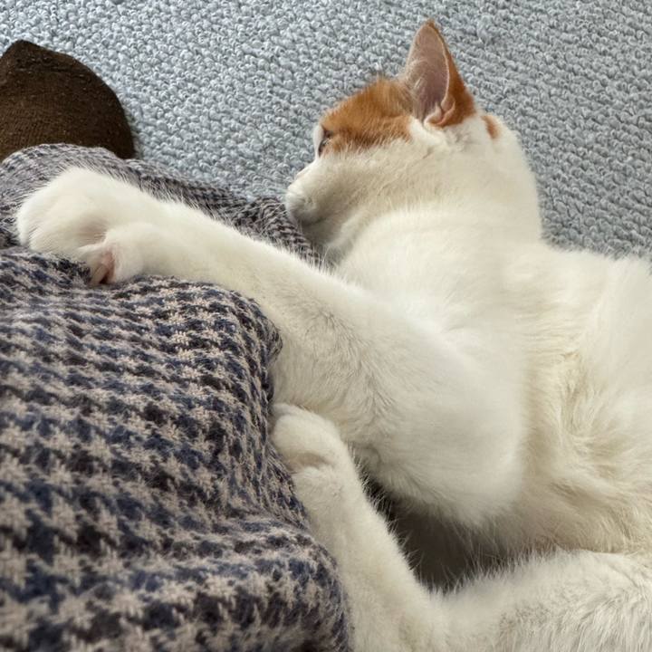 Cea50da6 bc93 4ba1 a385 4ba7a87e44bd 1772764791544