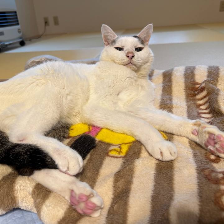 Cea5bbe6 7d6b 46ac 81aa 4f4da4ce1575 1761263073640