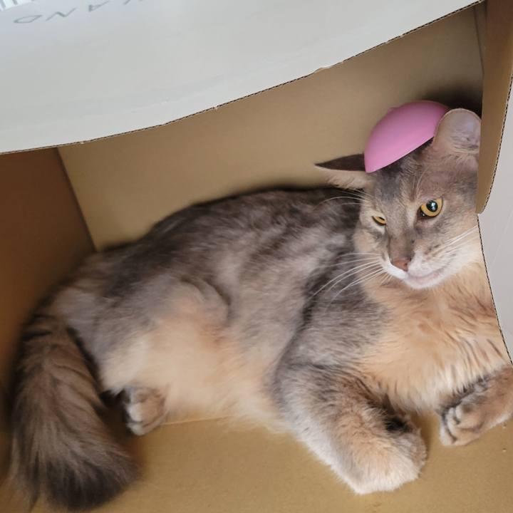 Cea5f2fc 9a97 438c bc3a e20db0e2cd23 1661071210366