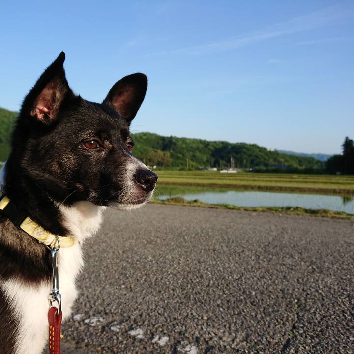 Cea65fad fe4b 42dc 9f9d 244cfdf8f912 1526299408613