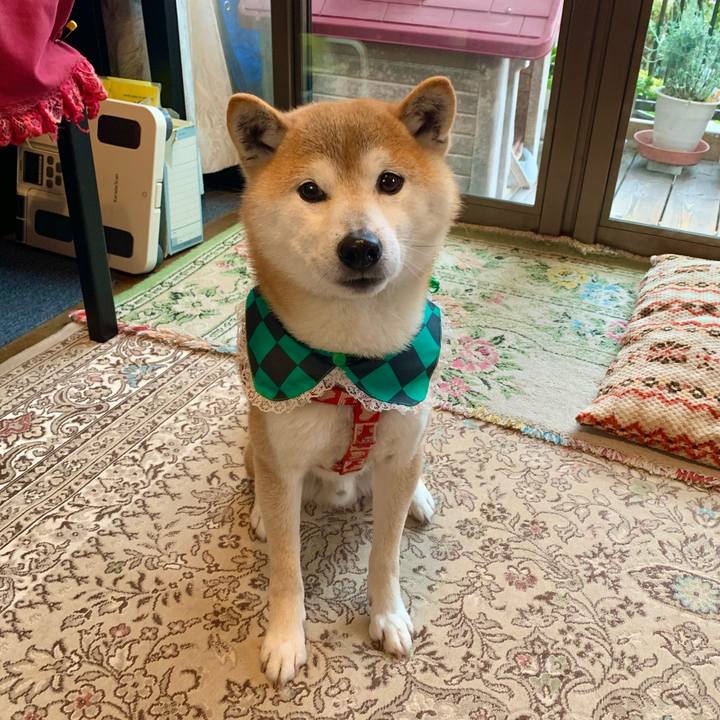 Cea6d204 85f8 48b9 9d7f b930d56c9d59 1617186730808