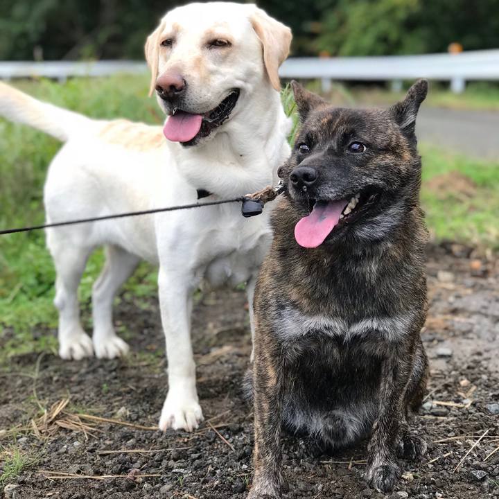 Cea83cb4 14f4 4594 8e1d 667367a2a1b7 1541030435043